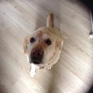 Labrador retriever Sika