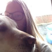 Labrador retriever Sika