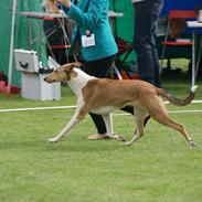 Collie korthåret Collected Memories California Dream