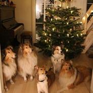 Collie korthåret Collected Memories California Dream