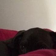 Blanding af racer Django