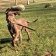 Blanding af racer Django