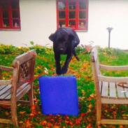 Labrador retriever Chili Af Holsterminde