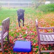 Labrador retriever Chili Af Holsterminde