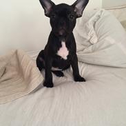 Fransk bulldog Thea 