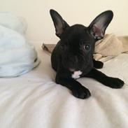 Fransk bulldog Thea 