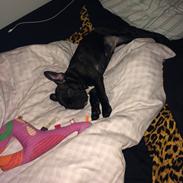 Fransk bulldog Thea 