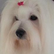 Coton de tulear Dixie