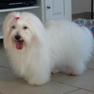 Coton de tulear Dixie