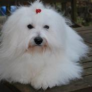 Coton de tulear Dixie