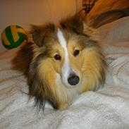 Shetland sheepdog Magnus