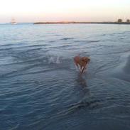 Labrador retriever Freja <3
