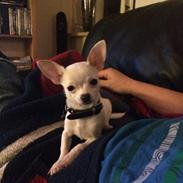 Chihuahua Buddy