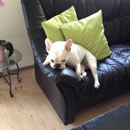 Fransk bulldog Diva 