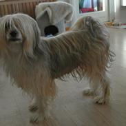 Chinese crested powder puff Bella