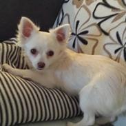 Chihuahua Oscar 