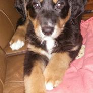 Blanding af racer Ronja