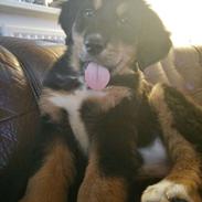 Blanding af racer Ronja