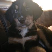 Blanding af racer Ronja