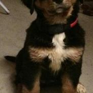 Blanding af racer Ronja