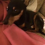 Dvaergpinscher Taz