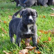 Blanding af racer Django