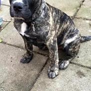 Blanding af racer Django