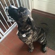 Blanding af racer Django