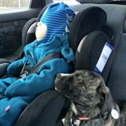 Blanding af racer Django