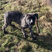 Blanding af racer Django