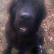 Newfoundlænder Alma AKA Bulldozer