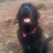 Newfoundlænder Alma AKA Bulldozer