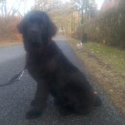 Newfoundlænder Alma AKA Bulldozer