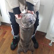 Staffordshire bull terrier silver bull staff <3 Chica <3