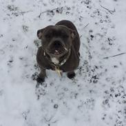 Staffordshire bull terrier silver bull staff <3 Chica <3