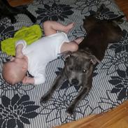 Staffordshire bull terrier silver bull staff <3 Chica <3