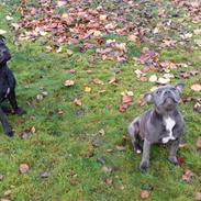 Staffordshire bull terrier silver bull staff <3 Chica <3