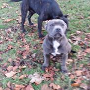 Staffordshire bull terrier silver bull staff <3 Chica <3