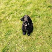 Cocker spaniel Solstrålens helga 