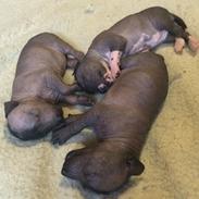 Xoloitzcuintle Tamal