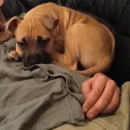 Blanding af racer Chigano