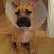 Blanding af racer Chigano