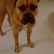 Blanding af racer Chigano