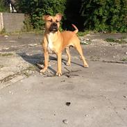 Blanding af racer Chigano