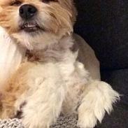 Blanding af racer Krumme