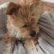 Blanding af racer Krumme