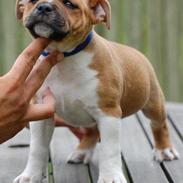 Staffordshire bull terrier Primo