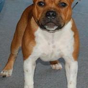 Staffordshire bull terrier Primo