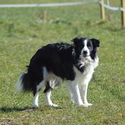 Border collie Hidden Farms Jason [Jimmi]