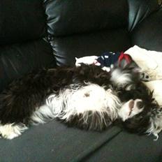 Chinese crested powder puff Tørstig